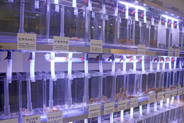 身近な海の生きものレクチャータイム